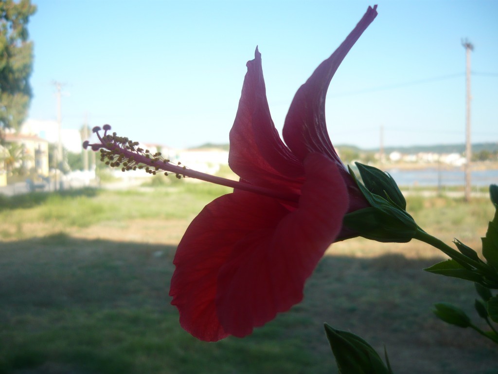 P1010520