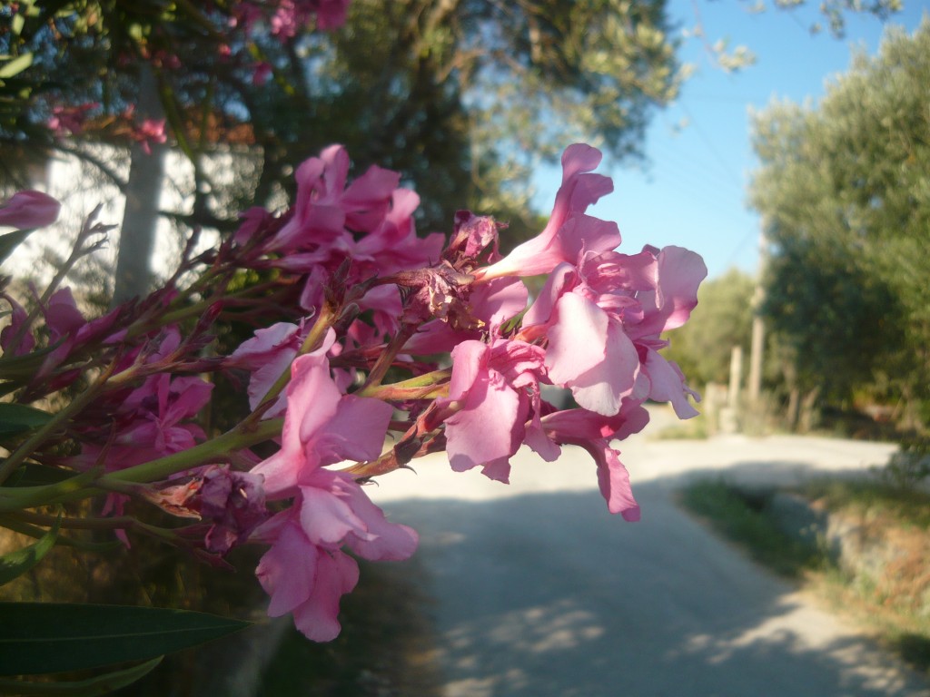 P1010531