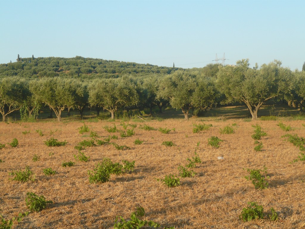 P1010573