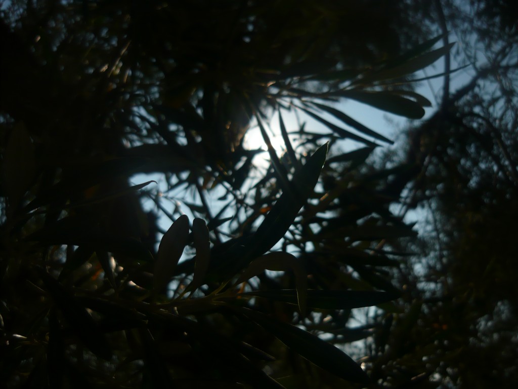 P1010709