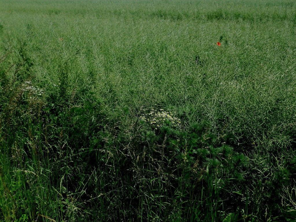 P5270015