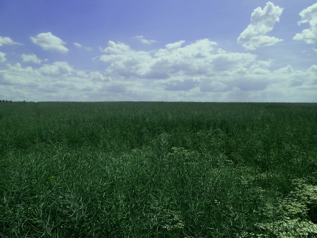 P5270018