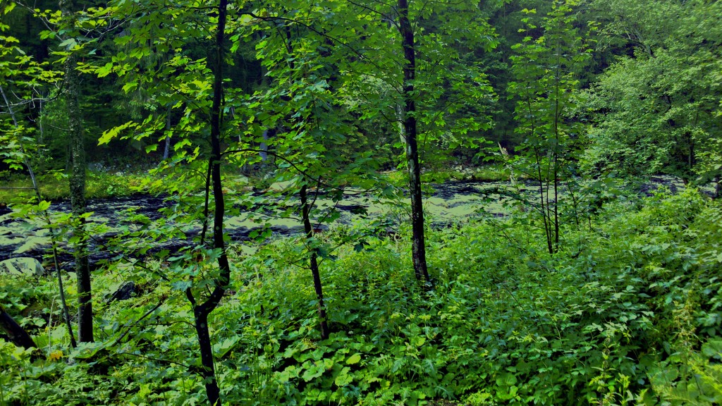 DSC_0052 (2)